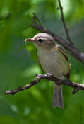 Warbling Vireo