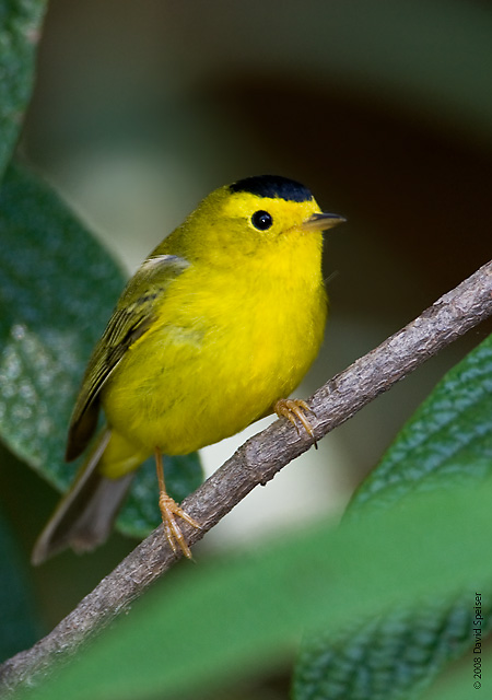 Wilson's Warbler