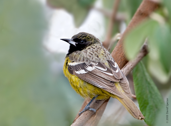 Scott's Oriole