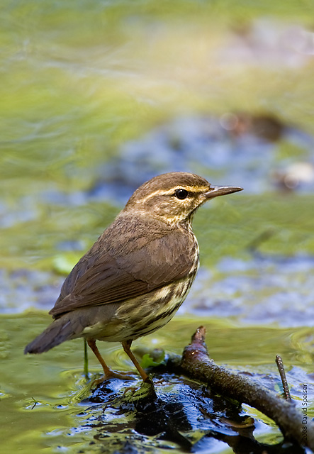 Northern Waterthrush