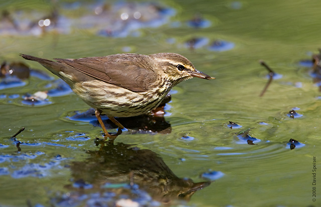 Northern Waterthrush