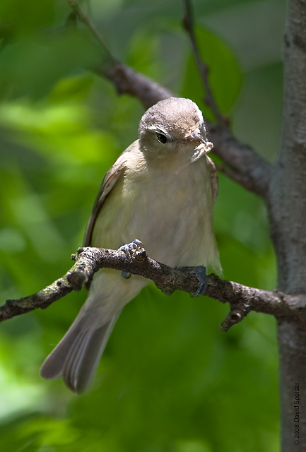 Warbling Vireo