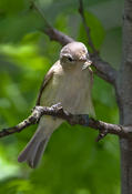 Warbling Vireo