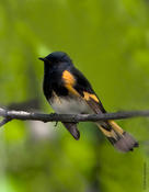 American Redstart