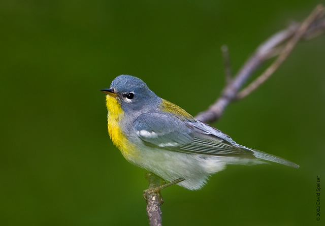 Northern Parula (female)