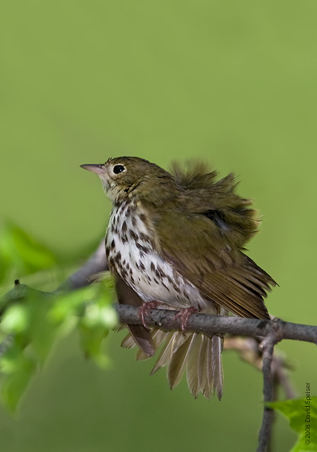 Ovenbird after bath