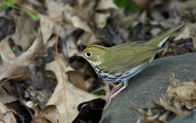 Ovenbird