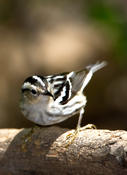 Black-and-White Warbler (female)