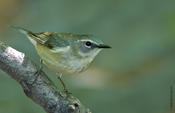 Black-throated Blue Warbler (female)