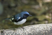 Black-throated Blue Warbler (male)