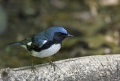 Black-throated Blue Warbler (male)