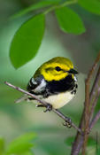 Black-throated Green Warbler