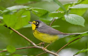 Canada Warbler