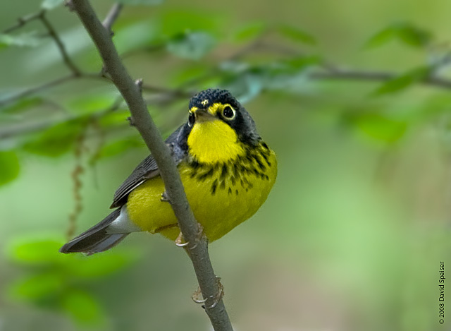 Canada Warbler