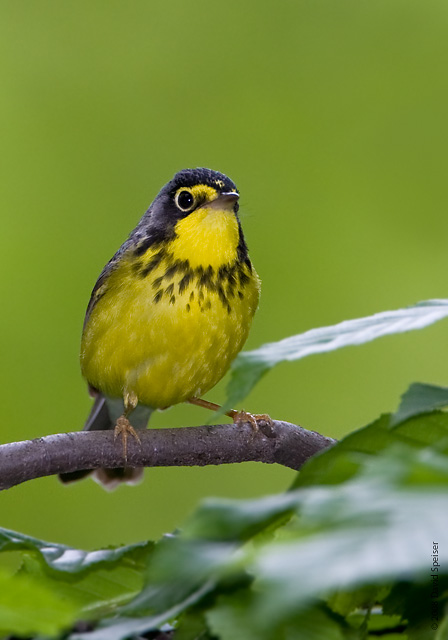 Canada Warbler