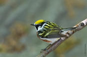 Chestnut-sided Warbler