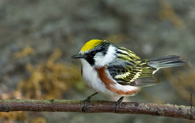 chestnut-sided warbler 2.jpg