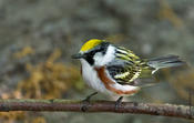 chestnut-sided warbler 2.jpg