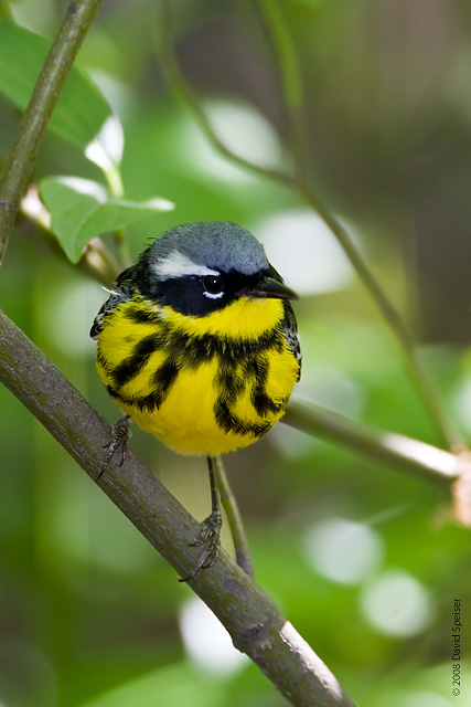 Magnolia Warbler