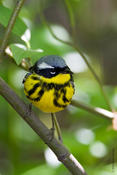 Magnolia Warbler