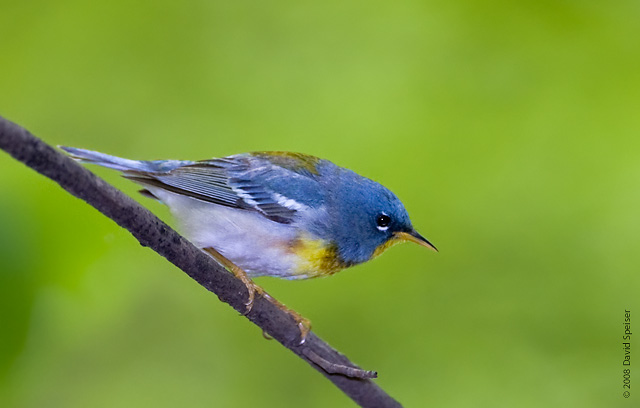 northern parula (male) 1.jpg