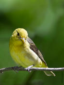 Scarlet Tanager (female)