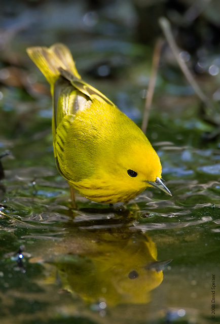 Yellow Warbler