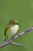 White-eyed Vireo