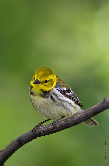 Black-throated Green Warbler (female)