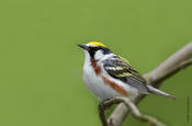 Chestnut-sided Warbler