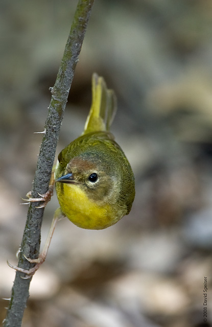 Common Yellowthroat  (female)