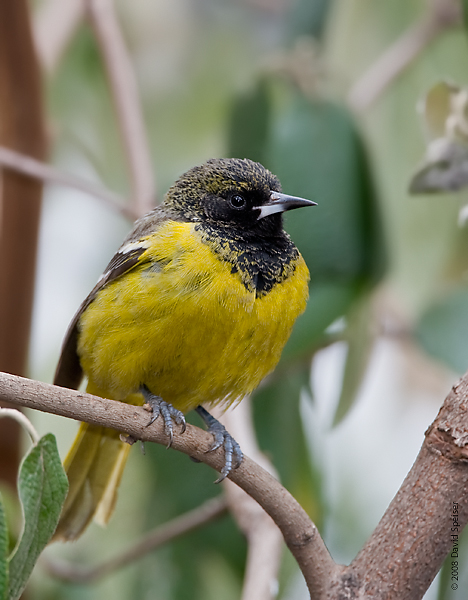 Scott's Oriole