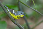 Magnolia Warbler (female)