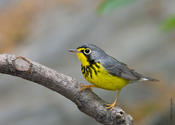 Canada Warbler