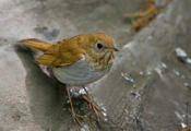 Veery