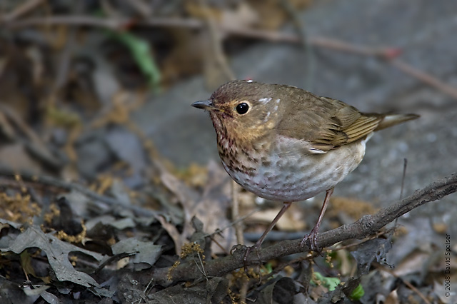 Swainson's Thrush