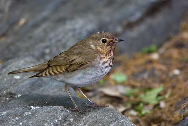 Swainson's Thrush