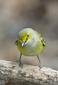 White-eyed Vireo