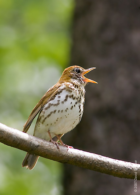 Wood Thrush singing