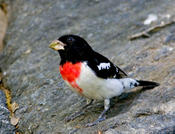 Rose-breated Grosbeak