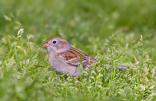 Field Sparrow