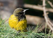 Scott's Oriole