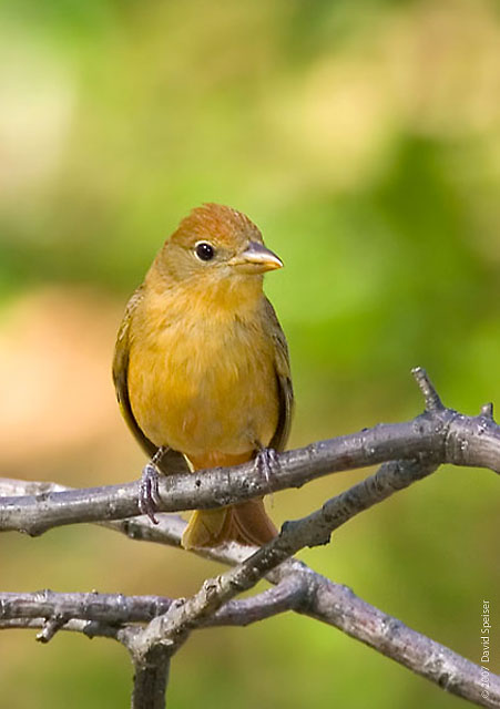 Summer Tanager