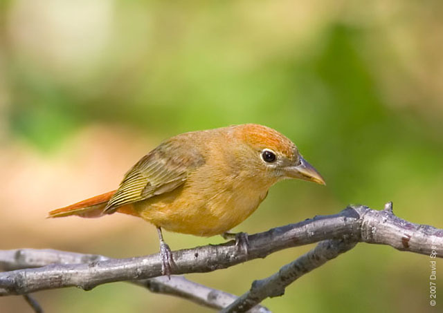 Summer Tanager