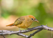 Summer Tanager