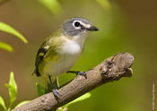 Blue-headed Vireo