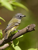 Blue-headed Vireo