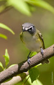 Blue-headed Vireo