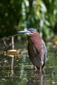 Green Heron