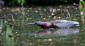 Green Heron